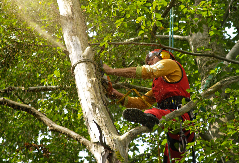 Baumschneider Christoph Peinhaupt im Baum mit Motorsäge.